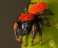 Phidippus apacheanus L2-3 мексиканский Скакун