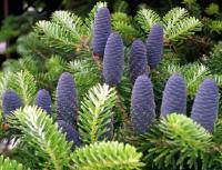 Пихта корейская пихта с фиолетовыми шишками идеально подходит для рождественской елки рассада