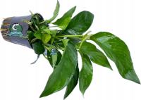 Anubias gracilis [koszyk]