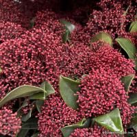 СКИММИЯ ЯПОНСКАЯ РУБЕЛЛА - ВЕЧНОЗЕЛЕНОЕ КРУГЛОГОДИЧНОЕ УКРАШЕНИЕ В ГОРШКЕ 0,5 Л