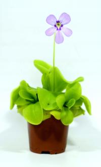 ХИЩНИК TŁUSTOSZ odm, Р. ТИНА РАРИТЕТ