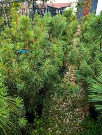 Pinus wallichiana - гималайская сосна-крупный плотный саженец