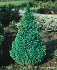 Ель Белая Conica - зеленый конус, легко выращивать рассаду рассады mro