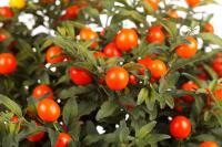 Ашваганда семена 50шт ***