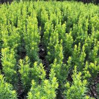 Тис промежуточный Hicksii шпалер живая изгородь P9 саженец 0,5 л