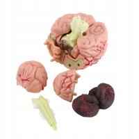 ,4D BRAIN HUMAN ANATOMICAL MODEL