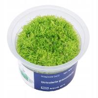 Utricularia Graminifolia - Roślina do akwarium - kubek 6cm