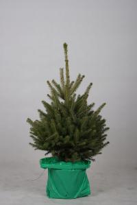 Ель сербская ОМОРИКА 100 см-растет в горшке-ель для живой елки