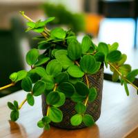 Peperomia Tetraphylla Hope szybko rosnąca D6cm Zimoodporne opakowanie