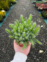 ДРАКОНИЙ ФРУКТ РАССАДА XXL HYLOCEREUS КАКТУС НЕ КОЛЮЧИЙ СУККУЛЕНТ ПИТАЙЯ