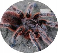 Grammostola rosea red (SpidersForge