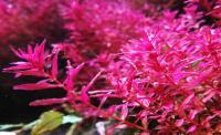 Rotala butherfly mini hodowla podwodna