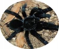 Lampropelma nigerrimum SpidersForge)