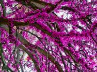 CERCIS CANADENSIS, КАНАДСКИЙ JUDASZOWIEC