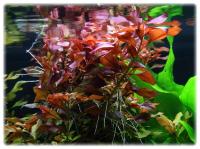 113. Ludwigia Repens Mesakana in vitro 5 sadzonek