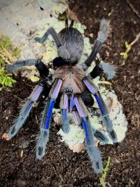 Chilobrachys natanicharum l2/3
