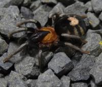 Паук-тарантул CYRIOCOSMUS ELEGANS L3 / 4 