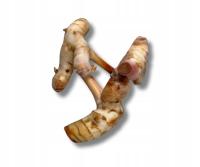 Świeży Galangal - Egzotyczny Korzeń Smaku - Porcja 100g