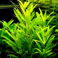 Hygrophila siamensis (Nadwódka szerokolistna) - RA koszyk XXL