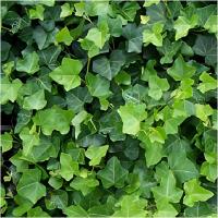 M ПЛЮЩ HEDERA HELIX ОБЫКНОВЕННЫЙ ВЕЧНОЗЕЛЕНЫЙ КУСТАРНИК24 РАССАДА