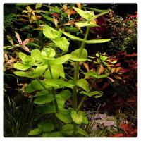 Bacopa lanigera, koszyk XXL – grube liście, środkowy/tylny plan