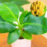 Musa Acuminata мини бананы в домашних условиях-карликовый банан-сочный зеленый