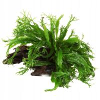 Microsorum pteropus Windelov na korzeniu - TROPICA