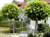 Surmia zwyczajna Nana, Catalpa bignonioides