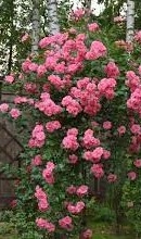 Роза привита на стволе розовая свисающая !!535