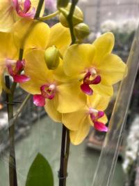 Storczyk żywy JMP Modena 2 pędy świeża dostawa 60cm