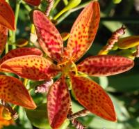 Belamkanda семена 30шт ***