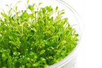 JĘZYCZNIK AUSTRALIJSKI ROŚLINA DO AKWARIUM GLOSSOSTIGMA KUBEK INVITRO