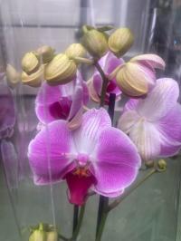 Орхидея Jmp 60cm 2 побега Day trip