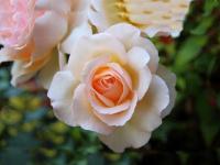 RÓŻA wielkokwiatowa KREMOWA