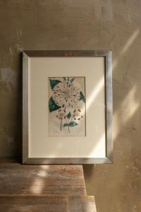 stara rycina botaniczna Kamelia ręcznie kolorowana 1835 r.