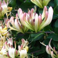 Жимолость бурение красиво ароматные цветы 2л