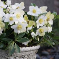 Морозник Белый Advent Star зимний цветок идеально подходит для клумб и плантаторов 1л