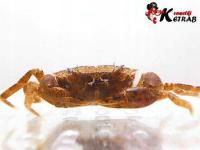 Krab Mekhong thelphusa