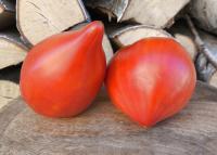 Pomidor Astana nasiona kolekcjonerskie
