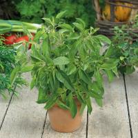 Лимонный базилик-безумный запах и вкус, всесезонная культура, свежие семена