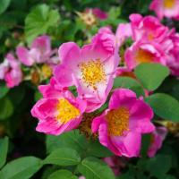 SADZONKI RÓŻY DZIKIEJ RÓŻA DZIKA GĘSTY KOLCZASTY KWITNĄCY ŻYWOPŁOT 10 SZT