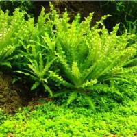 251 Pogostemon helferi z in vitro sadzonka NAJTANIEJ