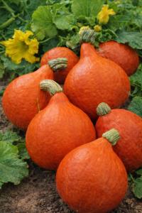 Dynia olbrzymia Uchiki Kuri 3g Legutko kremowy miąższ idealny do zup, puree