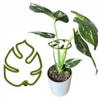 Podpora do Roślin Kwiatów Podpórka MONSTERA MOCNA Chwytak Zapinka S 10 cm