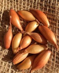 Cebula Dymka Sopelek 500G Super Od Rolnika