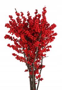 Ilex Ostrokrzew Czerwony Żywa Gałązka Dekoracja Boże Narodzenie 60cm 10szt.