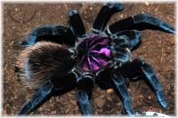 Xenesthis intermedia (SpidersForge)