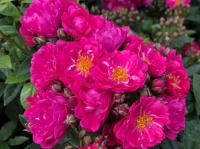 Róża Perfumy Siluetta (specjalne opakowanie)