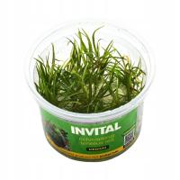 INVITAL Echinodorus tenellus red in vitro Ø 7 cm