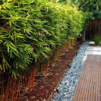 Садовый бамбук морозостойкий GENF идеально подходит для плотной и компактной живой изгороди